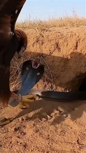 Can the Eagle Escape the Snake’s Sudden Counterattack? #wildlife #animals