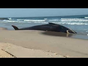 Dead whale washes ashore in Queens