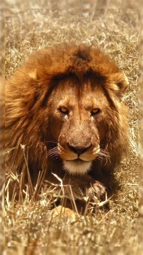 Fierce Lion in Action | The King of the Jungle Shows True Power