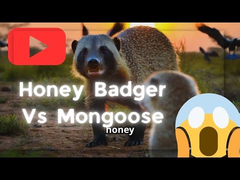 Epic Battle: Mongoose vs. Honey Badger - Nature’s clash of titans!