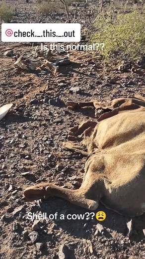 While rockhounding with my boo, we came across the creepy scene. In the Arizona desert..I was so shocked to find the cow hide in such good condition and then being completely