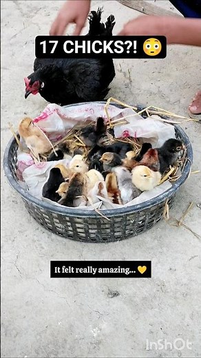 WAIT… 17 Chicks Hatched?! 😳 20 Eggs Surprise | USA Backyard Chicken #babychicks #shorts