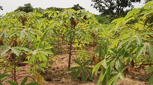 Technique de production du manioc Les exigences écologiques du manioc - Température: Une température moyenne variant entre 23 et 25°C tout au long de l’année est nécessaire avec une saison sèche d’une durée de : 2 à 3 mois, (il peut même supporter jusqu’à 6 mois) ; - Le sol: Le manioc s’approche du type limono-sableux (constitué de limon et de sable) ou argilo sableux (constitué d’argile et de sable). C'est-à-dire des sols perméables, profonds riches en matières organiques, plats ou présentant u