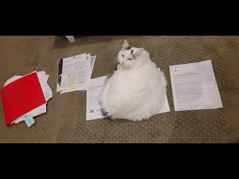 Autism and Aberrant Splicing Issues: Gut-Brain Seizure Connection