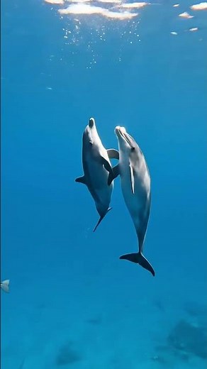 Bottlenose Dolphins ‪@UnknownOceanLife‬