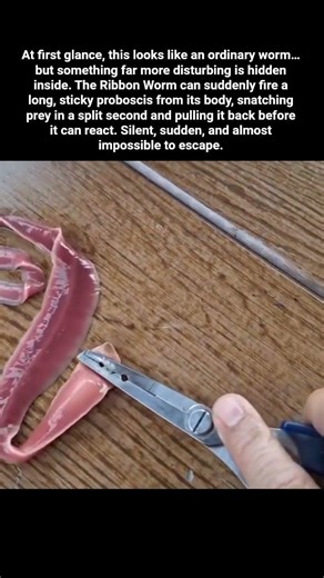 Hidden Hunter Inside a Simple Worm #space #spacefacts #universe #science #facts #shorts #youtube