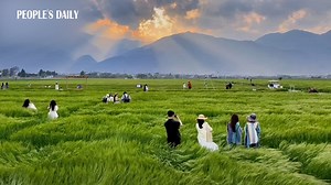 4.3K views · 76 reactions | Experience the gentle spring breeze sweeping across wheat fields in Dali City, SW China’s Yunnan Province. | Beautiful China | Facebook