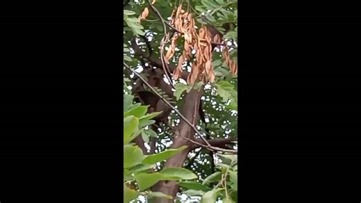 Injured monkey wrapped in bandages after being electrocuted by power lines
