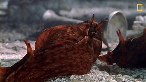 31K views · 1.5K reactions | The sea hare can become either male or female -- whichever sex it needs to be in order to reproduce. | National Geographic Animals | Facebook