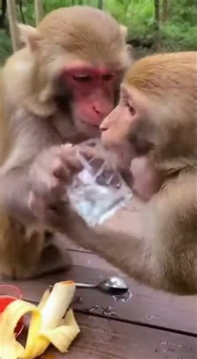 He Trusted Him! 😂 Monkey Spicy Banana Prank GONE WRONG! 🍌🌶️