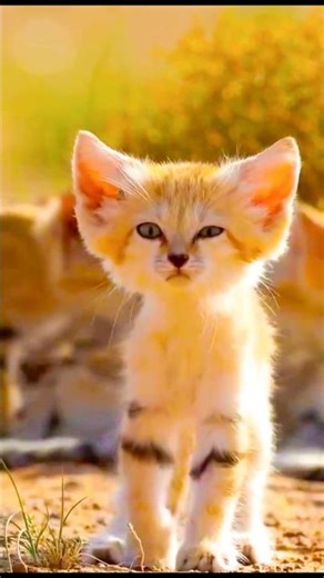 Загадочные способности Фенека🤔