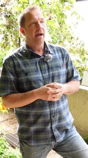 Most people obsess over how to heat a four-season greenhouse. The real problem is cooling it in summer. This greenhouse belongs to Nate. I filmed a full YouTube walkthrough on it. What makes it work year-round isn’t gadgets or fans everywhere. It’s natural convection. Hot air rises. Cold air sinks. If you design for that instead of fighting it, the greenhouse regulates itself. In winter, heat stays where plants need it. In summer, hot air has a clean exit path and fresh air is pulled through wit