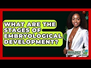 What Are The Stages Of Embryological Development? - Biology For Everyone