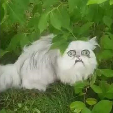 What the fuck is that? MAAAAA | Ugly cat is back | Part 2