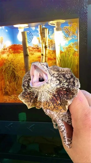 Baby Frilled Dragon Setup #frillednecklizard #frilleddragon #lizard #lizards #reptile #reptiles #reptileroom #enclosure #pokemon #fyp