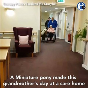 80K views · 1.7K reactions | TOO CUTE! A therapy miniature pony trots up and down the hallway at a care home beside an elderly woman in a wheelchair as residents wait for a turn ♥ https://6abc.com/pets-animals/miniature-shetland-pony-makes-grandmothers-day/5676421/ | 6abc Action News | Facebook