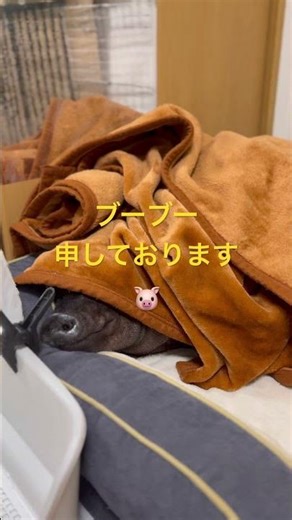 メメさんは寝ている時も…⁉️ #pig#piggy#癒し動画#マイクロブタ#animals#pets#可愛い#micropig#minipig#micropig#piglover#ペットのいる生活