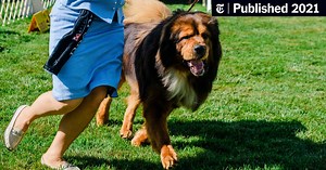 Westminster Dog Show Photos: Judgment Day