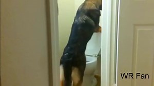 Unbelievable! German Shepherd Using The Toilet
