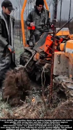 The Most Satisfying Tree Removal Machine You've Never Seen