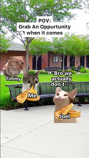 CAT MEMES 😺 Grab The Opportunity... #catmemes #funnnycat