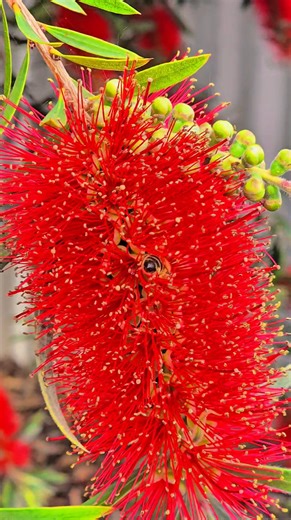 BeeSTAR out and about in Country Victoria . Collaborating with Honey Producers & looking at Pollination opportunities for BeeSTAR users. | BeeSTAR