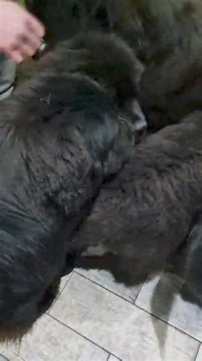 Pinhead came to visit and the prognosis- his head is huge 😂😂😂 | Newfangled Newfoundlands & Chow Chows