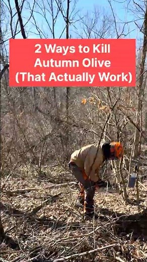 2 Best Ways to Kill Autumn Olive (Stop Regrowth for Good)