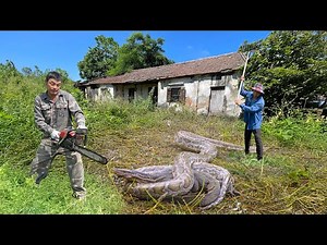 Giant Python Found in Abandoned House | Brave Farmer Uses Chainsaw to Clear the Danger