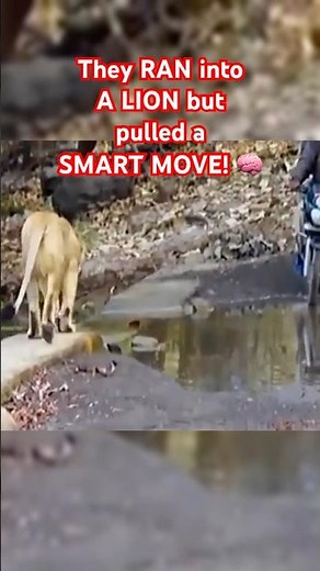 THIS IS HOW YOU SURVIVE A WILD CAT ENCOUNTER!