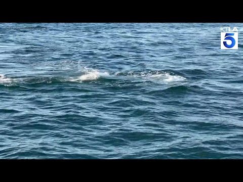 Orcas attack gray whale, calf off California coast
