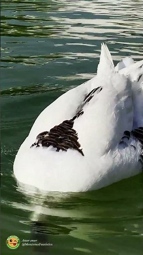 #WildGoose | What is the goose looking for underwater? | Anser anser | #wildlife