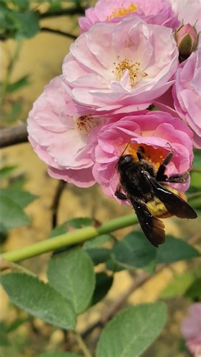 #oldsong #nature #beauty#roses #viralshort #viralvideo #song #trendingshorts #love #lookinggorgeous