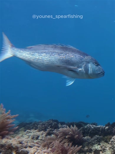 Mastering Camo Techniques for Survival Situations