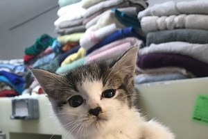 These five dogs and cats at RSPCA Sheffield are looking for their forever homes