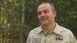 Panda cub gets physical exam