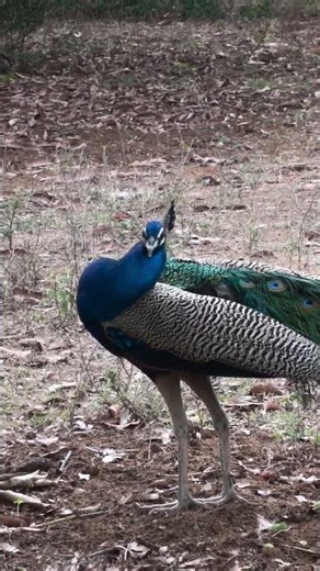 peacock voice #peacock #youtubeshorts