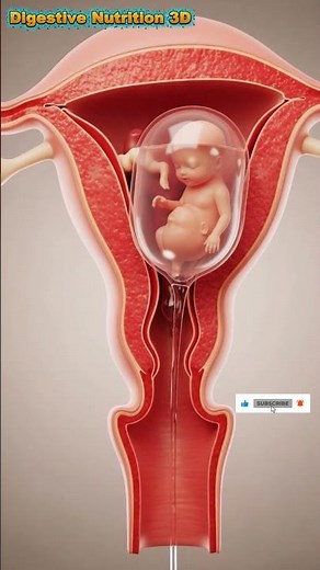 Exploring the Female Reproductive System #digestivesystem #medicalanimation #doctor #humanbody