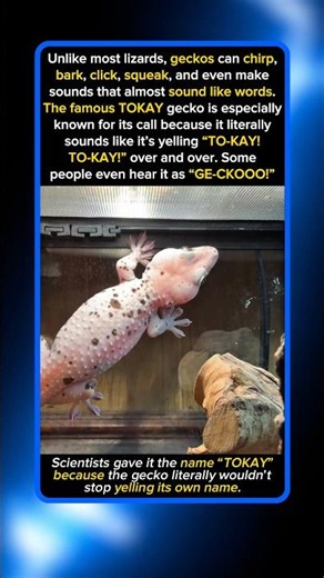 This Gecko Literally Named Itself