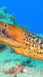 Moray eel teeth 😬 . . #morayeel #fbreelsvideo #reelsvideo #viralreel #oceanlife #marinelife #fishhuntertv | FishLife world TV