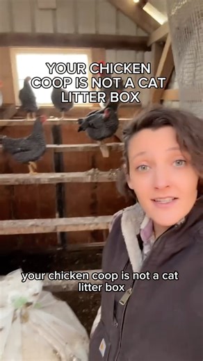 Roots & Rabbits Homestead on Instagram: "If your chicken coop is basically a giant cat litter box… it’s not a “messy chicken problem.” It’s a design problem. 😅 If you’re scooping poop out of sand every day, you built it wrong — and you’re working way harder than you need to. 👉 We built ours like a real system (easy clean-out, ventilation done right, built to last). 🐔 Coop plans in my link! #C#ChickenCoopC#ChickenCoopPlansB#BackyardChickensR#RaisingChickensChickenKeeping"