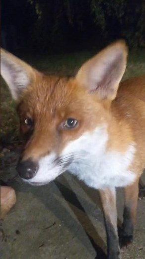 The Distinguished and Fantastic Mr Fox