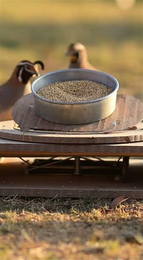 Catch Quails Easily With This Simple Method New Bird Trap