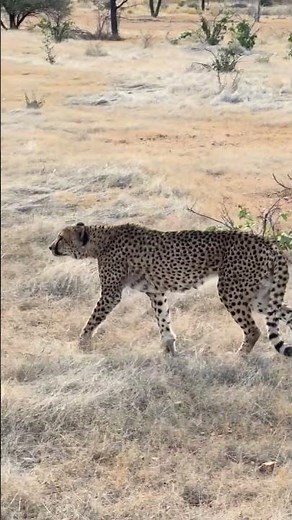 #Cheetah #Namibia #Gepard im #Jagdfieber #Hunt on #safari mit #outdooradventurenamibia
