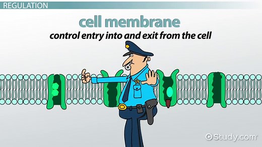 Cell Membrane | Definition & Functions