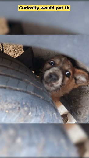 29K views · 924 reactions | Adorable Puppy Gets its Head Stuck in the Tire. #puppyStuck #PuppyStuckInTire #PuppyStuckTire #puppyStuckinWheel #puppy #puppyvideos | Star Network Rescue | Facebook