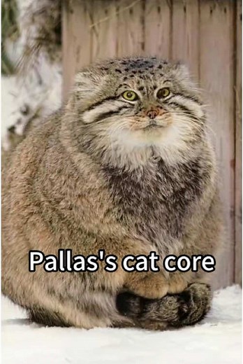 Discover the Enchanting Pallas's Cat