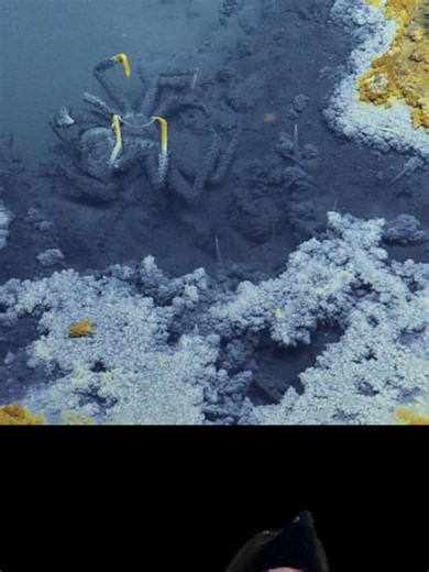 Brine pools are easily one of the most alien environments on earth. #learnontiktok #science #TikTokLearningCampaign #biology #oceans