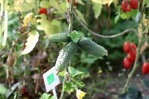 The best varieties of cucumbers