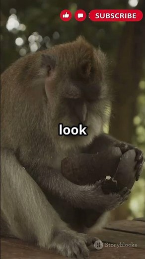 Monkey Street Fights: Drama in the Jungle!